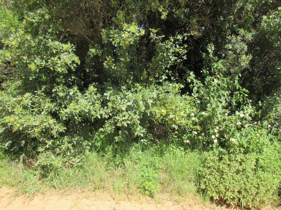 0 Bedroom Property for Sale in Bathurst Eastern Cape
